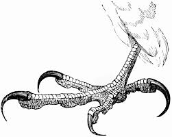 Foot Of A Peregrine Falcon Falcon Drawing Peregrine Falcon Bird Drawings