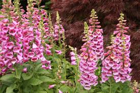 Image result for Digitalis purpurea