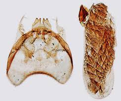 Image result for Stigmella speciosa