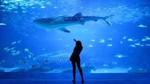 Monterey bay aquarium is one of the finest aquaria in the usa. Monterey Bay Aquarium Hosting First Adults Only Sleepover Kfog Fm