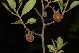 Image result for Diospyros lycioides