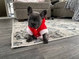 Frenchie puppies can become unpleasant little. Loveable Blue French Bulldogs Home