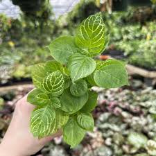 Image result for Asystasia vogeliana