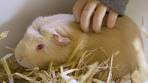 Kinderboerderij De Flierefluiter Raalte - YouTube