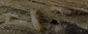 Find the residential and commercial pest control solutions offered at your local terminix 5123 branch. Termites First Choice Pest Control