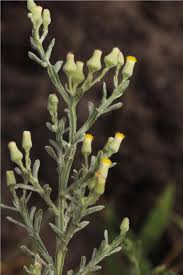 Image result for Pseudoconyza viscosa