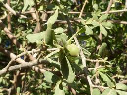 Image result for Diospyros lycioides