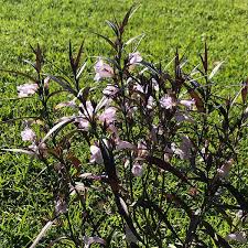 Image result for Strobilanthes anisophylla