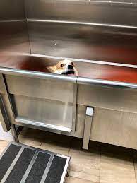 Meet lilibet, a domestic short hair cat for adoption, at a.d.o.p.t. Somebody Got A Bath Lilibet Didn T Exactly Enjoy It But She Was Good Corgi