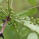 Image result for Zanthoxylum chalybeum