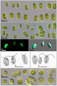 Image result for Limnophyton