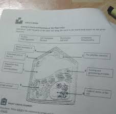 Plant cell structure and function. Whats Noreactivity 2 Parts And Functions Of The Plant Cells Directions Label Its Parts Of The Plant Brainly Ph