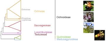 Image result for Rhabdophyllum arnoldianum