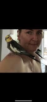 Lost Cockatiel in Ringwood, Oliver St