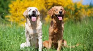 The chocolate lab loves to play. Golden Retriever Vs Labrador Retriever What S The Difference