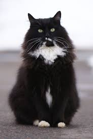Black And White Tuxedo Cats For Sale What Are We Doin Now Cats Cool Cats Cute Cats