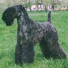 As kerry blue terriers mature into adulthood, be sure to keep clear in addition, kerry blue terriers require lots of exercise. Puppyfind Kerry Blue Terrier Puppies For Sale