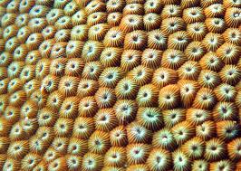Live Vs Dead Coral Useful Pictures Descriptions