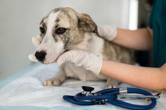 Comprehensive Day Hospitalization Services at VetCheck Pet Urgent Care  Center