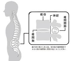 日本人の4人にひとりが悩んでる！ 意外と知らない"腰痛"の基礎知識＆お悩み相談 - ライフ・文化 - ニュース｜週プレNEWS