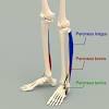 The muscles in the medial compartment adduct the thigh. 1