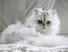Golden Persian kittens for sale - CHRISTYPAW PERSIANS