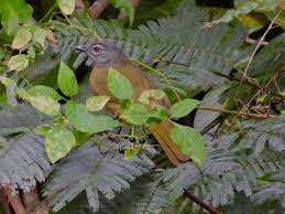 Image result for Tricalysia pallens