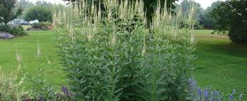 Вероникаструм виргинский (veronicastrum virginicum `fascination`). Veronicastrum Species Bowman S Root Culver S Root Blackroot Great Virginian Speedwell Veronicastrum Virginicum