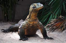 Le classement numérique est arbitraire mais on peut l'utiliser dans tous les pays du monde, ce qui n'est pas le cas, par exemple, pour le classement alphabétique. Dragon De Komodo Tropiquarium De Servion