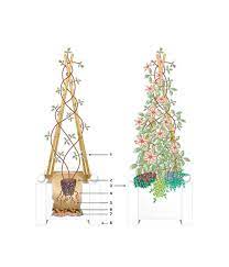 One of the most popular garden plants, clematis produce masses of flowers in a variety of shapes and colours. Patio Containers Raymond Evison Clematis