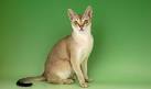 Singapura Cat Breeders in the United States | Available ...