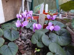 Image result for Cyclamen parviflorum