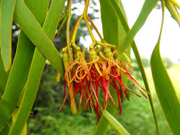 Image result for Loranthaceae