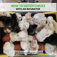 Jan 10, 2012 · before putting your eggs into an incubator, plug it in and make sure the temperature is steady. Incubate Chicken Eggs How To Hatch Chicks At Home