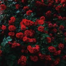 Collection by lara de bruyne • last updated 9 weeks ago. Flowers Wallpapers Ipad Air Ipad Air 2 Ipad 3 Ipad 4 Ipad Mini 2 Ipad Mini 3 Ipad Mini 4 Ipad Pro 9 7 For Parallax Desktop Backgrounds Hd Pictures And Images