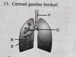 Pada prinsipnya, pertukaran gas yang terjadi di jaringan tubuh dan paruparu terjadi secara difusi mengikuti perbedaan tekanan. 13 Cermati Gambar Berikut Pertukaran Gas Melalui Difusi Terjadi Di Bagianyang Ditunjukkan Huruf Brainly Co Id