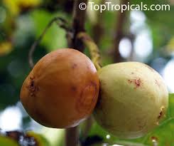 Image result for Vangueria madagascariensis