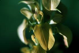 Image result for Crotalaria parvula