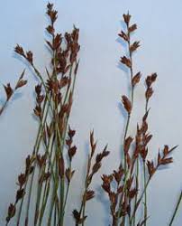 Image result for Platycaulos