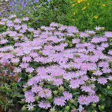 Maybe you would like to learn more about one of these? 12 Deer Resistant Perennial Plants Perennials Deer Won T Eat Proven Winners