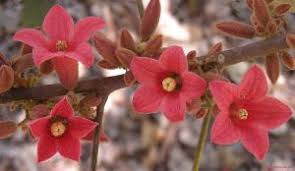 Image result for Hibiscus engleri