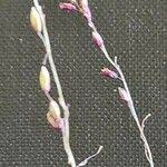Image result for Panicum coloratum