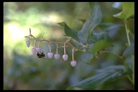 Image result for Salacia stuhlmanniana