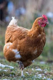 How to kill grasshoppers in the garden (all natural!) getting rid of grasshoppers using chemical means can be tricky, as they become more resistant to pesticides as they age. How To Stop Grasshoppers From Devouring Your Garden Landscape