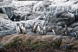 Minden terület térképe zapallar chile területén, bevásárlóközpont keressen szálláshelyeket itt: Penguins Island In Cachagua Zapallar Coastal From Valparaiso Private Tour Marriott