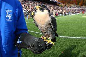 Find out the latest on your favorite ncaaf teams on cbssports.com. Air Force Mascot A Falcon Is Injured By West Point Cadets During Prank The New York Times