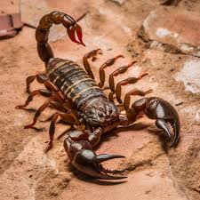 Scorpion Stings: A Comprehensive Guide to Understanding and Managing the  Painful but Rarely Life-Threatening Condition"