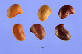 Image result for Aeschynomene indica