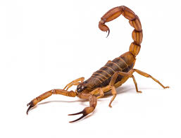 @1441productions imzalı dizi her perşembe saat 20.00'de @startv'de. Fossil Is The Oldest Known Scorpion