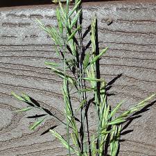 Image result for Lolium multiflorum